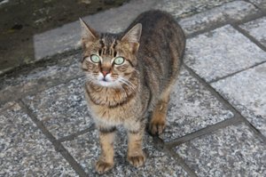 20090130_tunisiatrip_10_tunis_cat1